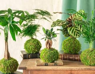 Kokedama tailerra, igandean Zizurkilen