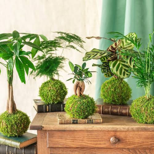 Kokedama tailerra, igandean Zizurkilen