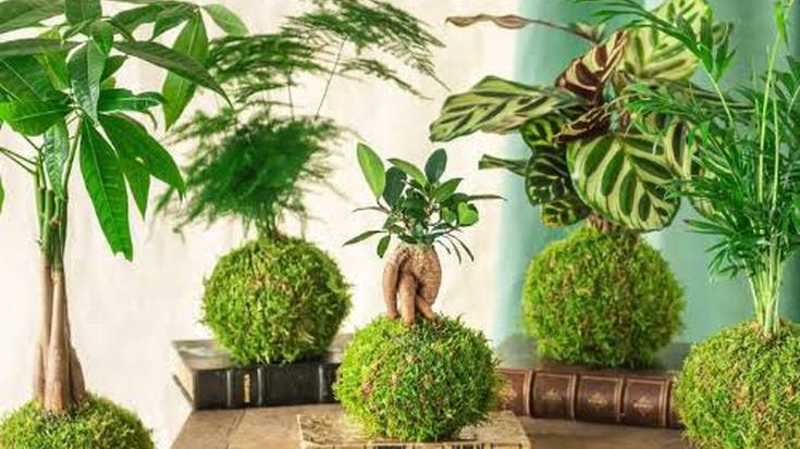 Kokedama tailerra, igandean Zizurkilen