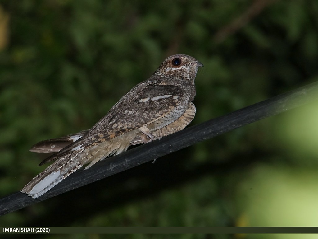 Zata (Caprimulgus europaeus)