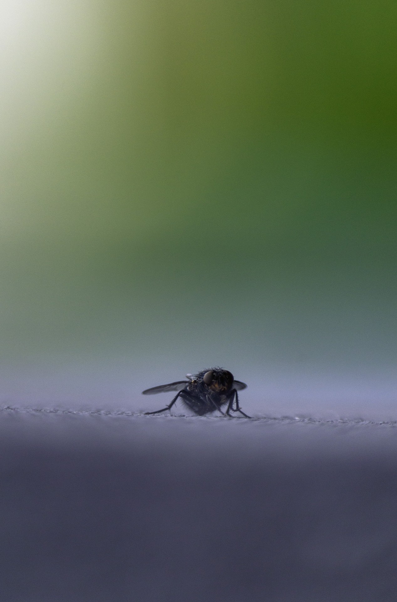 Metamorfosia