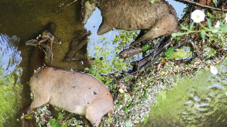 Leitzarango ubideak, animalientzat hilgarriak