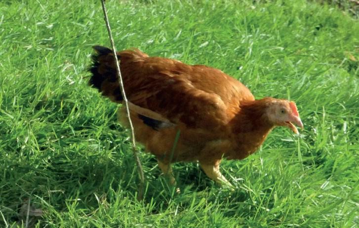 Urrezko oilaskoaren bila Adunako jaien hasieran