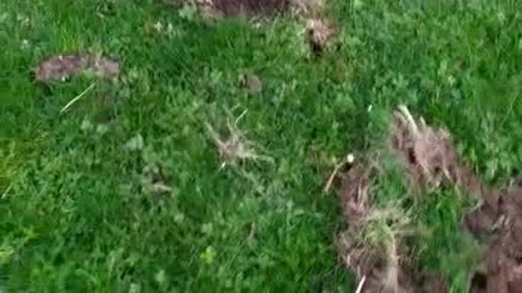 Basurdeek kalteak eragin dituzte Bista Eder baserriko lurretan