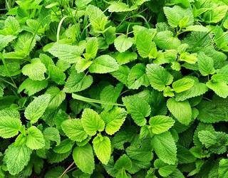 “Sendabelarrak eta hilekoa” ikastaroa Fraisoro Eskolan