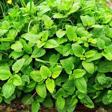 “Sendabelarrak eta hilekoa” ikastaroa Fraisoro Eskolan