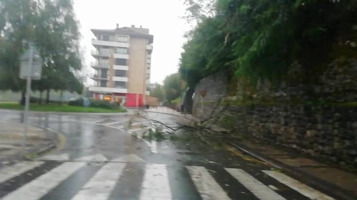 Zuhaitza erori da Erroitz kaleko errepidera