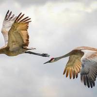 Kurriloen migrazioa hizpide izango du Jose Luis G. Quintas ornitologoak