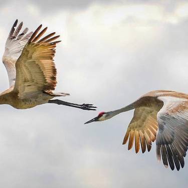 Kurriloen migrazioa hizpide izango du Jose Luis G. Quintas ornitologoak