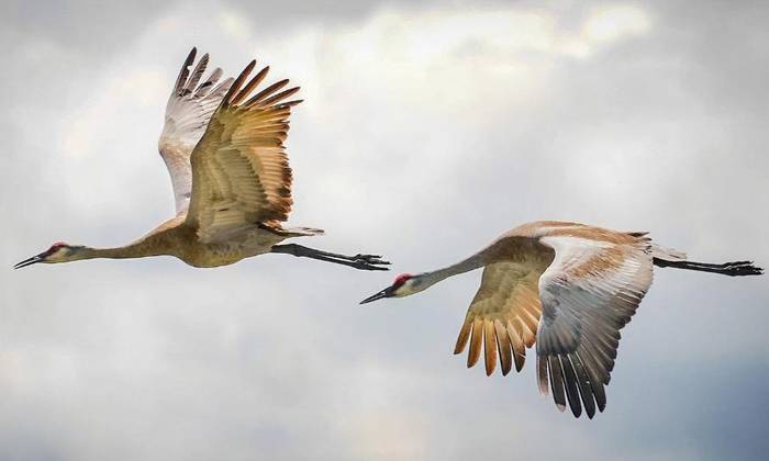 Kurriloen migrazioa hizpide izango du Jose Luis G. Quintas ornitologoak