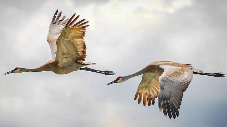 Kurriloen migrazioa hizpide izango du Jose Luis G. Quintas ornitologoak