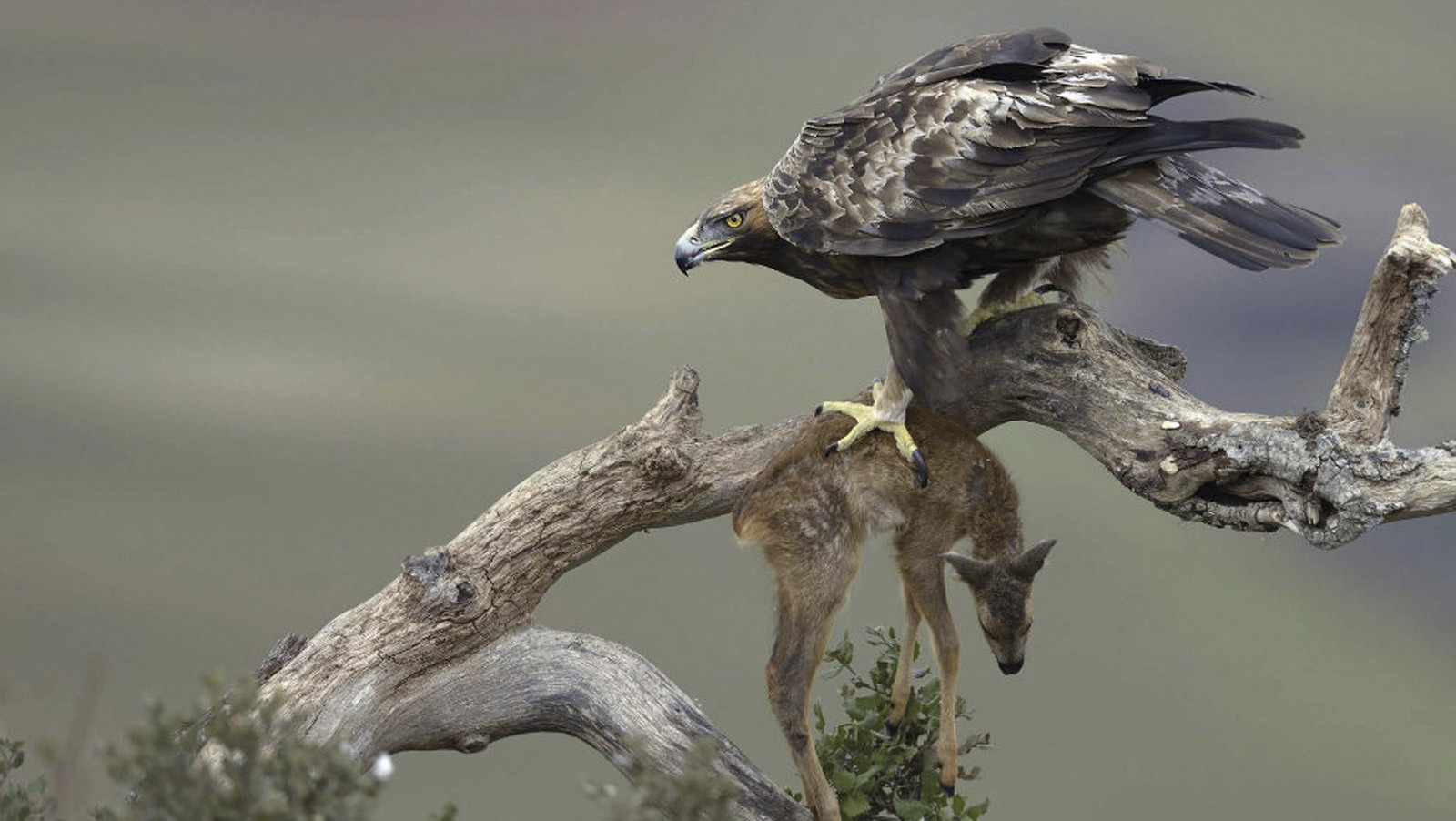 Arrano beltza (Aquila chrysaetos)