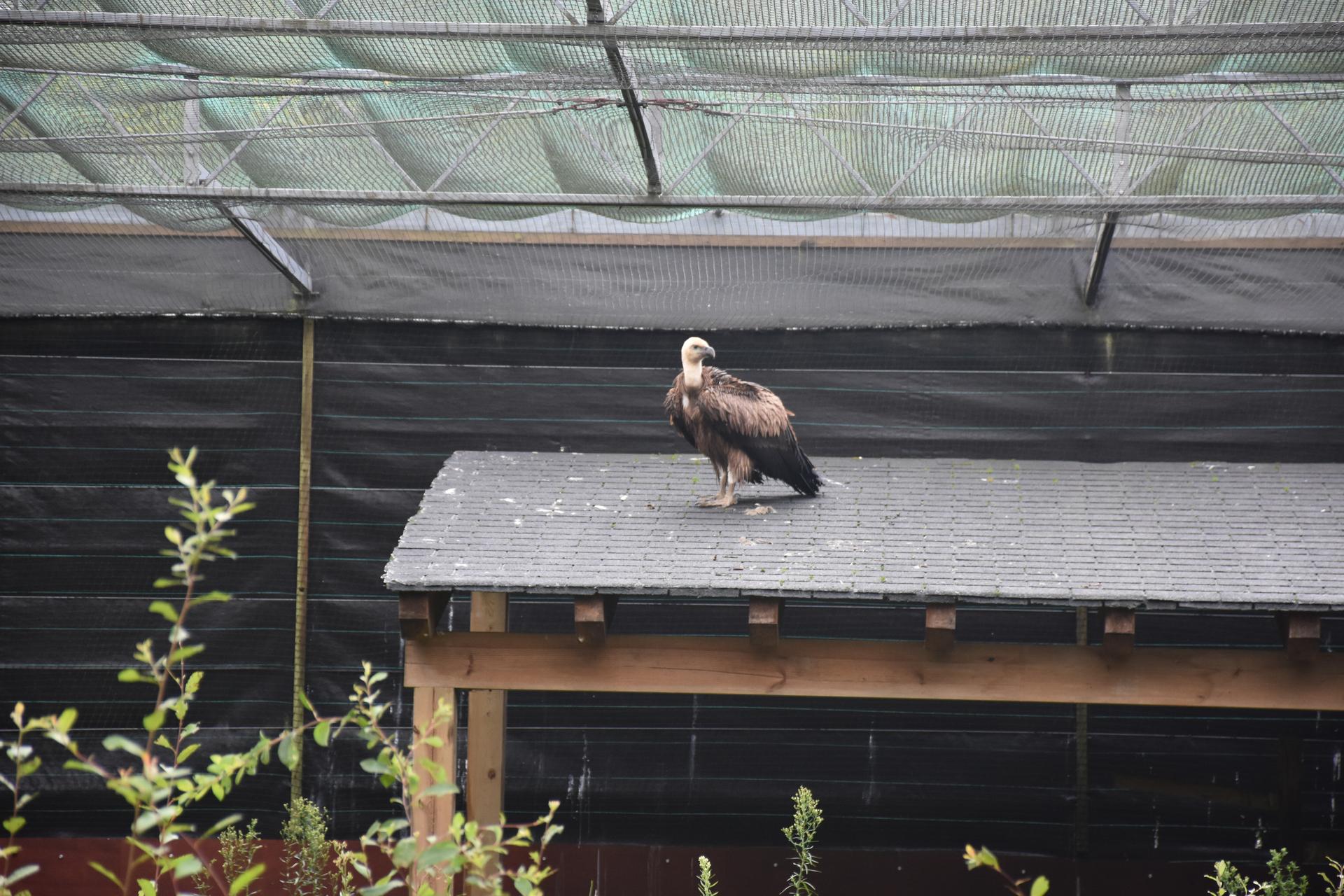 "Basa-fauna errekuperatzeko zentroa da Basabizi"