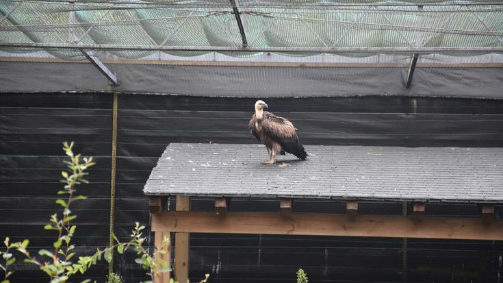 "Basa-fauna errekuperatzeko zentroa da Basabizi"