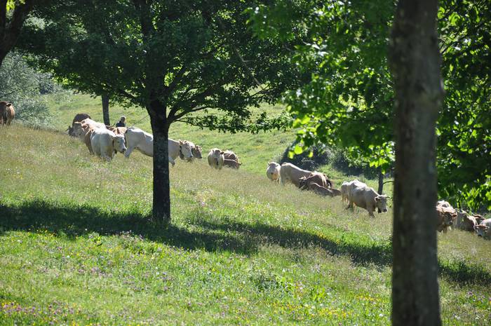 Lehen sektorearen inguruko mahai-ingurua, gaur