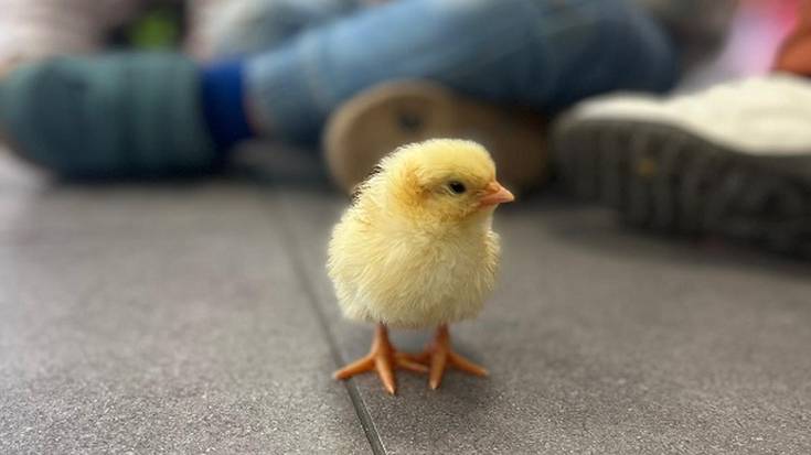 EGAPE IKASTOLAKO TXIKIENAK BASERRIAZ GOZATZEN