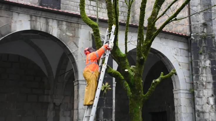 Goikoplazako bi zuhaitz eraitsi dituzte
