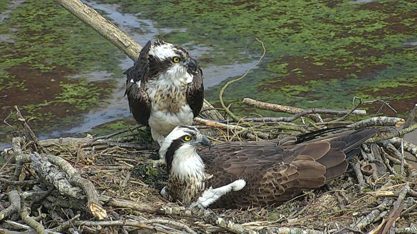 Arrano arrantzalea (Pandion haliaetus)