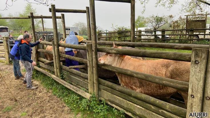Ezkeltzuko larreetan da Zizurkilgo ganadua
