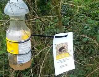 Liztor asiarren aurkako tranpak