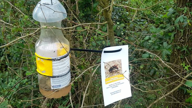 Liztor asiarren aurkako tranpak