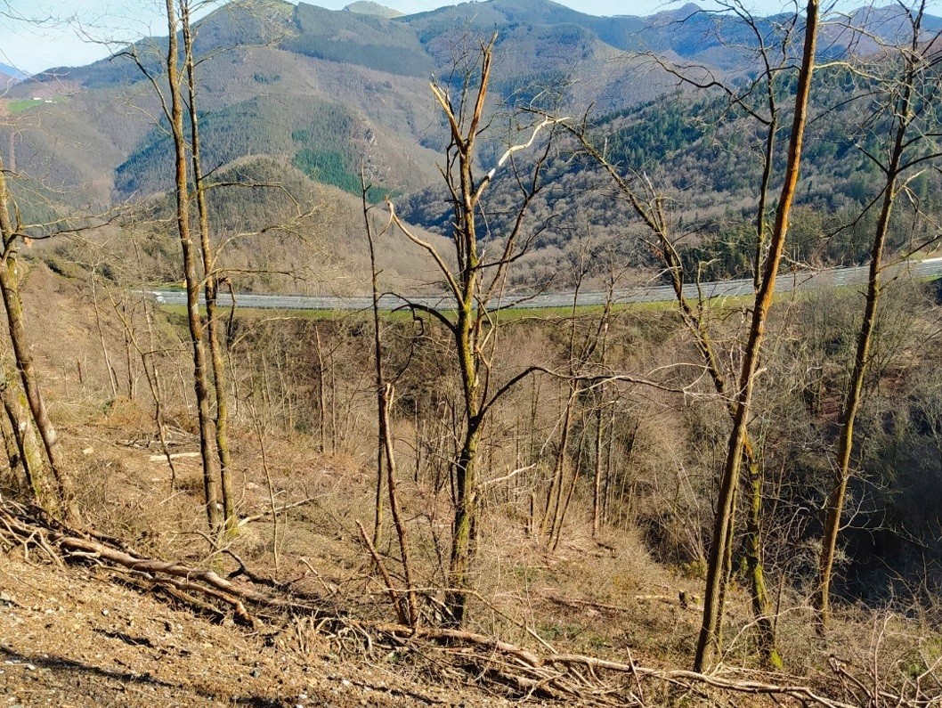 Auzolanerako deia, martxoaren 6an zuhaitzak landatzeko