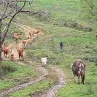 Larunbat honetan egingo dute Ezkeltzuko larre-irekiera