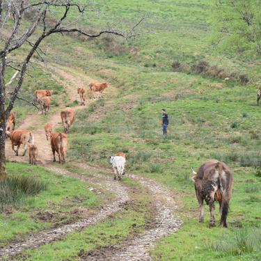 Larunbat honetan egingo dute Ezkeltzuko larre-irekiera