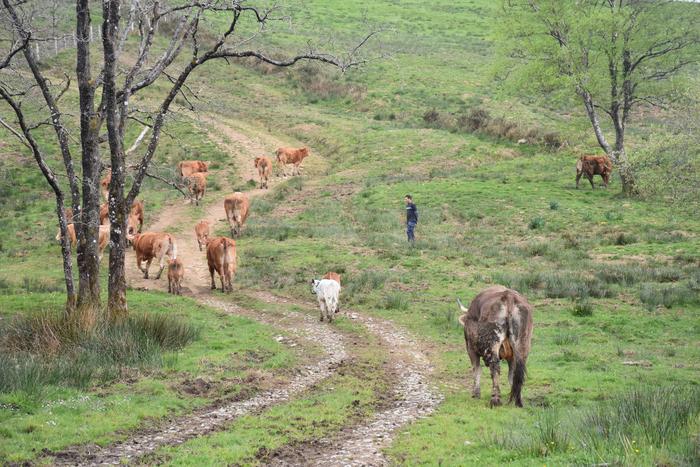 Larunbat honetan egingo dute Ezkeltzuko larre-irekiera