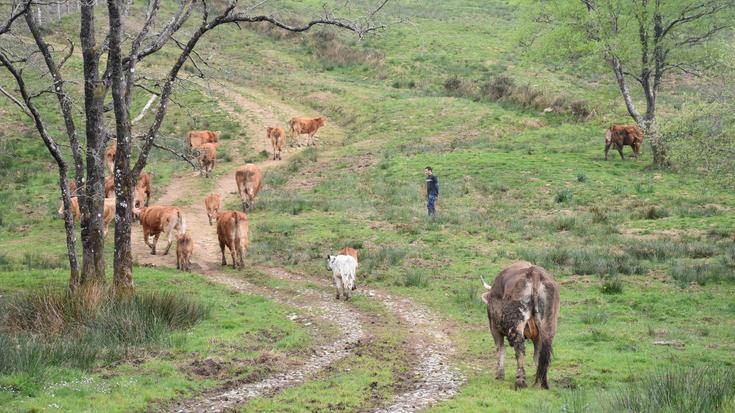 Larunbat honetan egingo dute Ezkeltzuko larre-irekiera
