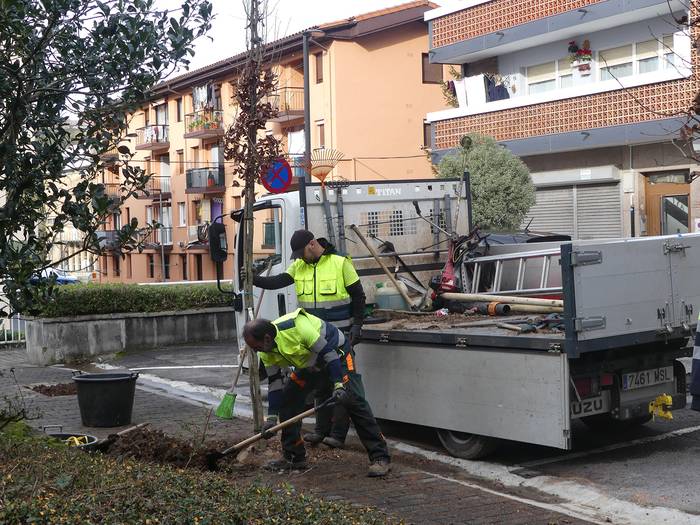 Udalak egoera txarrean zeuden 30 zuhaitz ordezkatuko ditu Villabonako kaleetan
