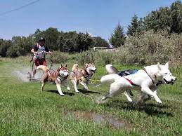 Mushing txapelketa jokatuko da Zizurkilen, larunbatean