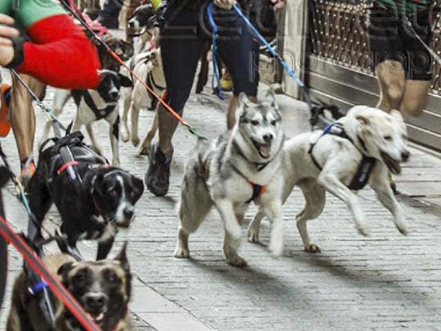 Zizurkilgo mushing txapelketa