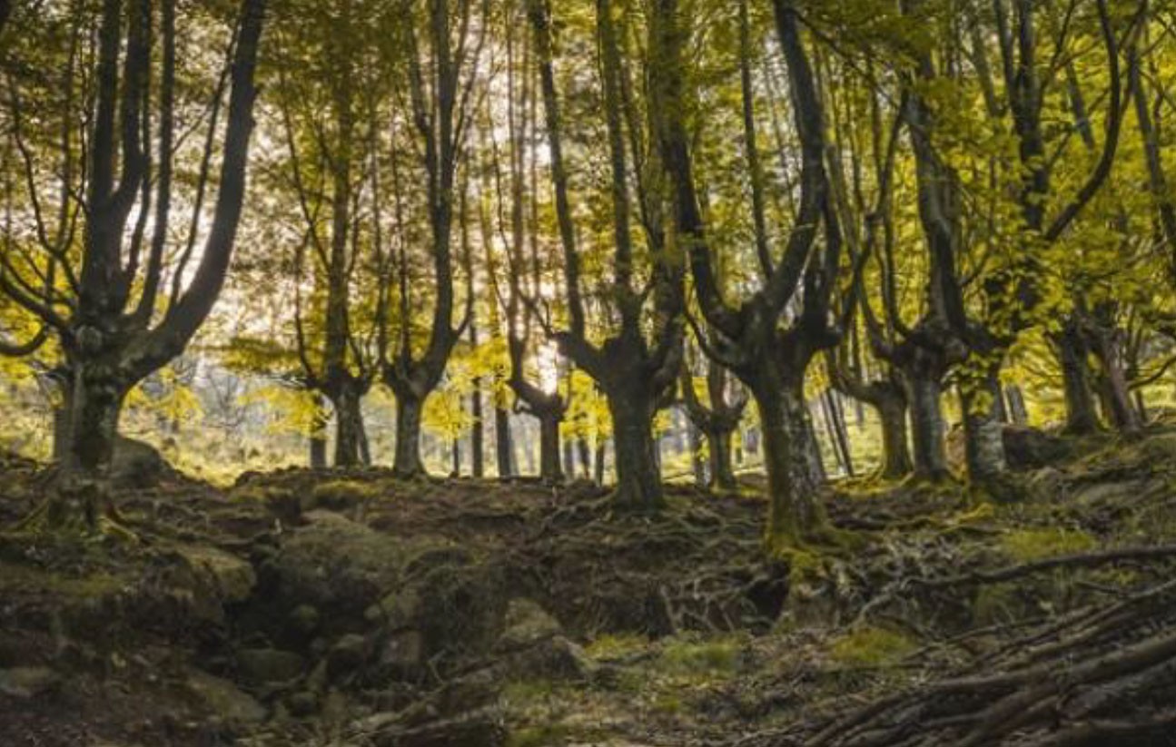 Landareak eta zelaiak, Urnietako Eskola 2030ko lanketaren ardatz