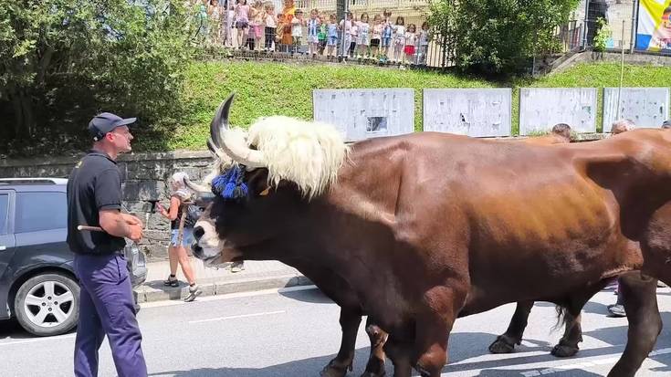 Aralarko San Miguel santutegiko ateen ibilbidea idiekin: Andoainen barrena