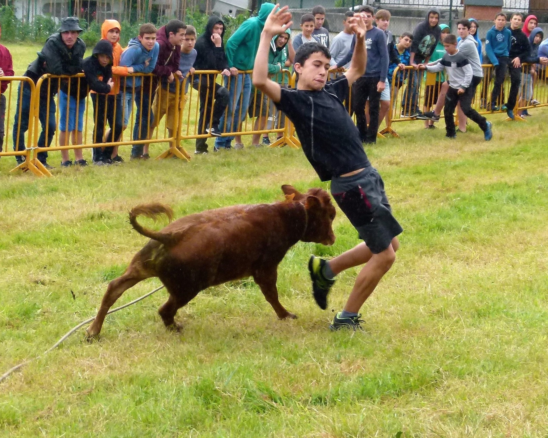 Zezen txikiak gaztetxoen gozagarri, Asteasuko Sanpedroetan